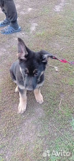 Продам щенков Восточноевропейской овчарки