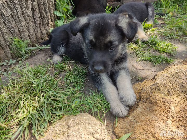 Щенки восточноевропейской овчарки