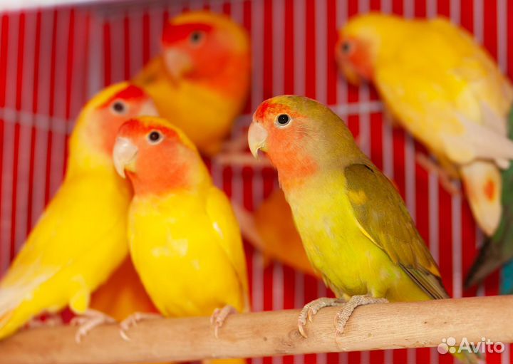 Розовощекие птенцы