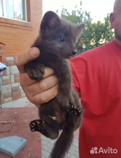 Хорек, Норка,Ласка,Соболь Доставкой по РФ