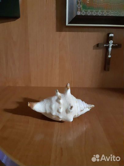 Ракушки Каракола
