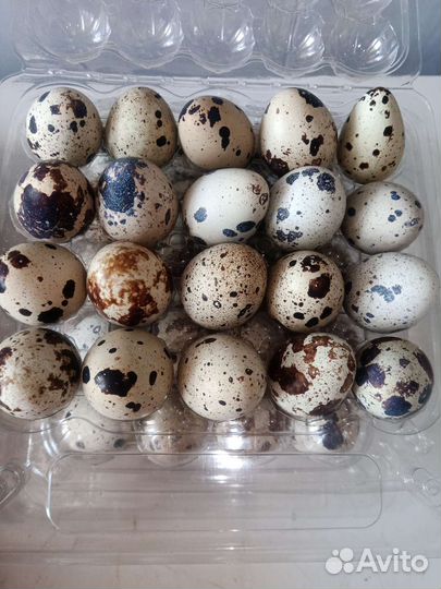 Перепела инкубационное столовое яйцо, перепелята