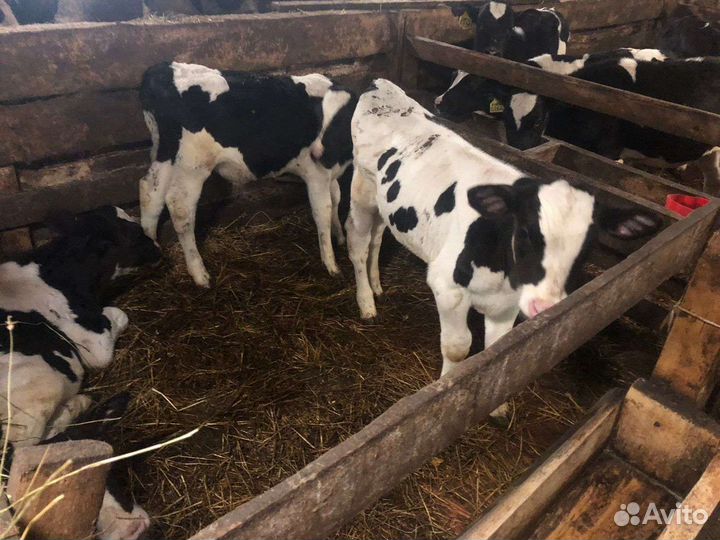 Бычки холмогоры