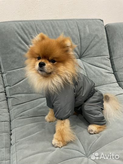 Зимний комбинезон для маленькой собаки