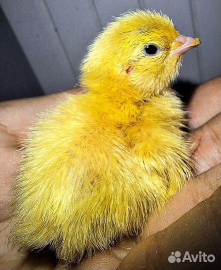 Перепелки суточные