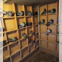 Николаевские голуби