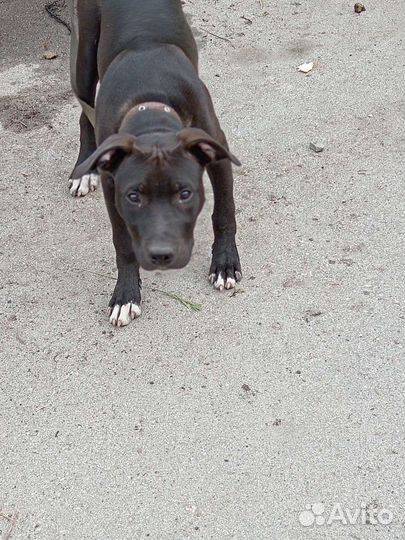 Собака питбуль