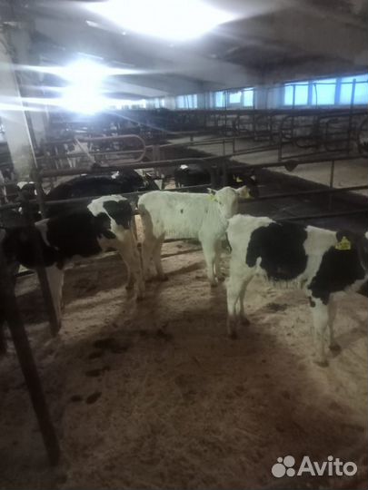 Телята бычки