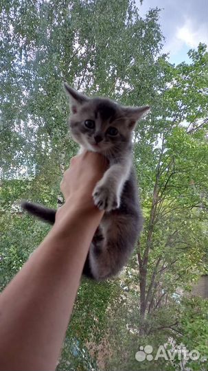 Абиссинская,Чаузи,котята