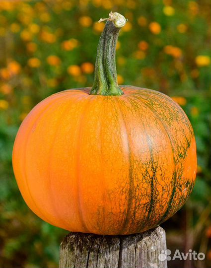 Тыква кормовая