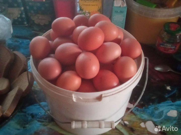 Домашние куриные яйца