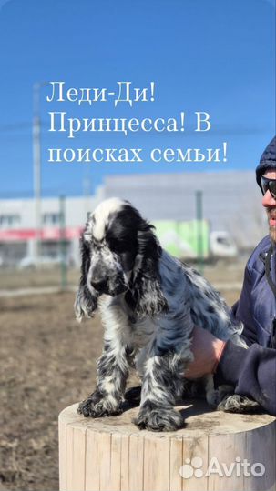 Щенки кокер спаниеля