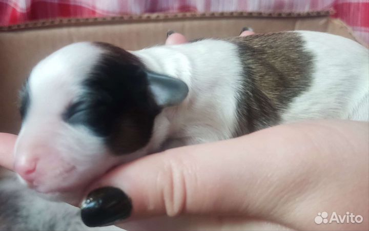 Щенки помесь от бигля