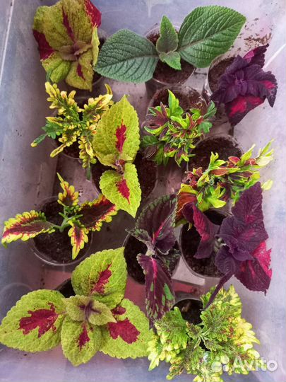 Вегетативные растения