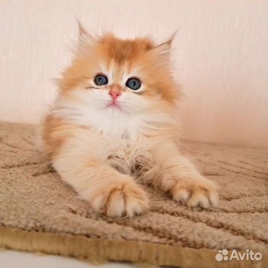 Британские золотинки