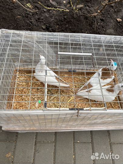 Продажа голубей