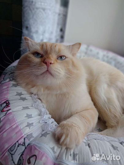Шотландские котята длинношерстные