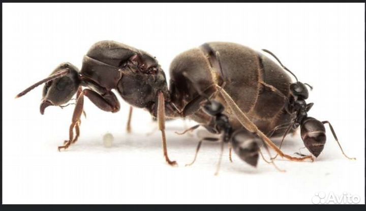 Муравьиная матка