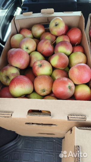 Яблоки сорт Чемпион