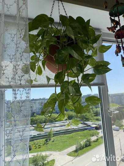 Сциндапсус