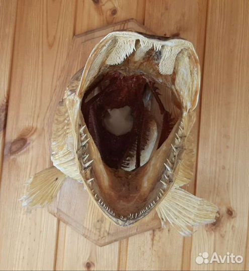 Чучело щуки