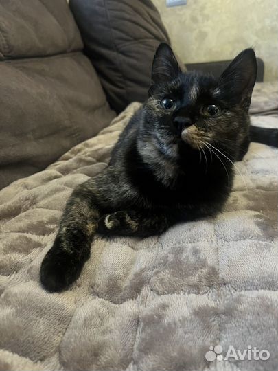 Отдам котенка в добрые руки