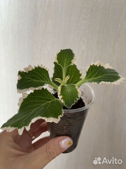 Комнатные цветы