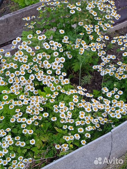 Девичья ромашка