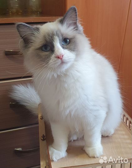 Котенок рэгдолл