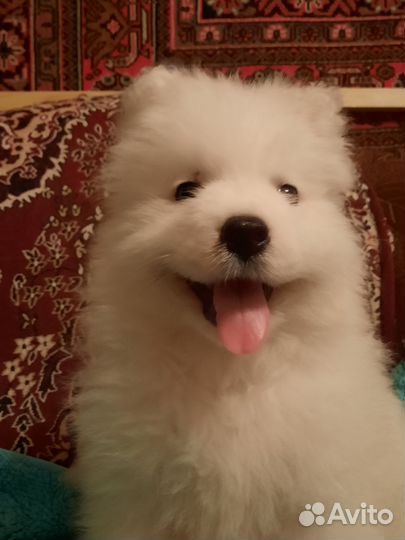 Щенок самоеда