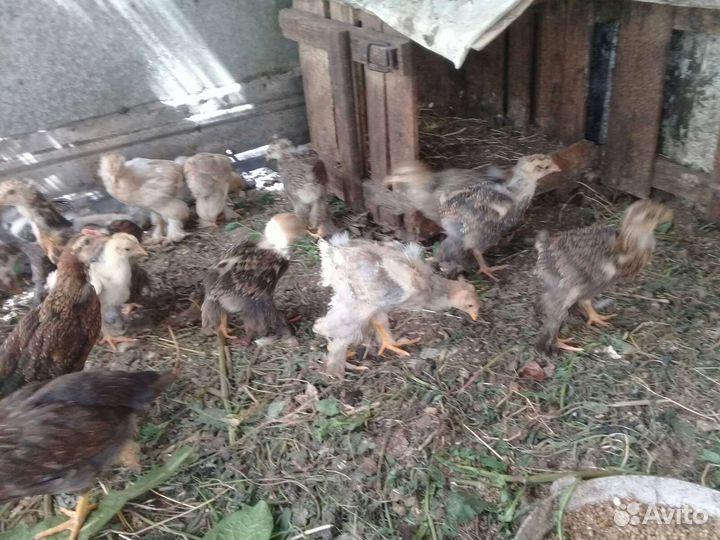 Цыплята