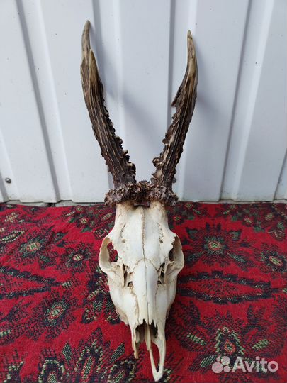 Рога оленя, косули