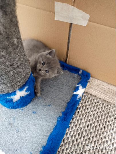 Британские котята