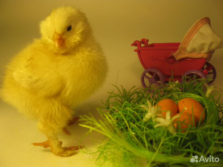 Яйцо инкубационное цыплята фавероль