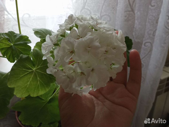 Пеларгония герань