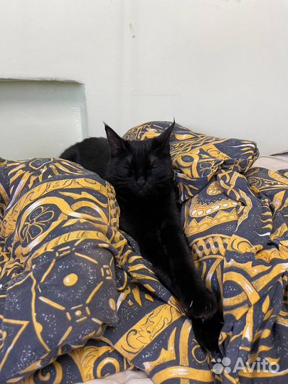 Кошечка в добрые руки