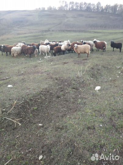 Бараны, овцы