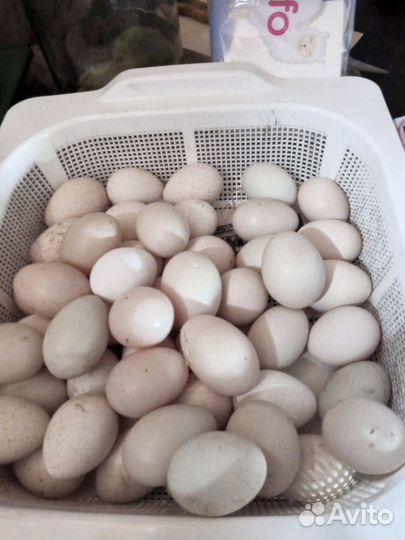 Продам инкубационное яйцо утки