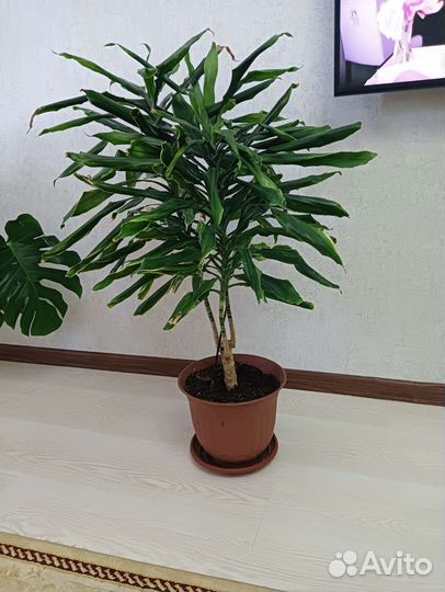 Пальма драцена