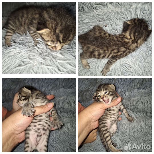 Бенгальские котята