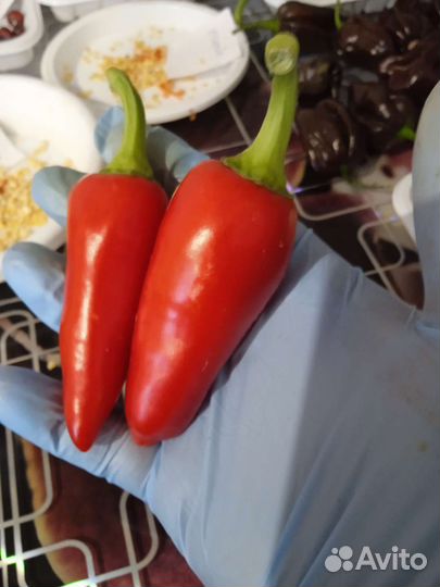 Семена острых перцев