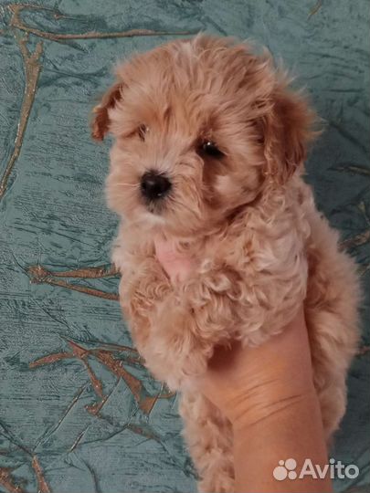 Маленькая собака