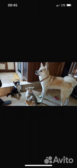 Щенки акита ину
