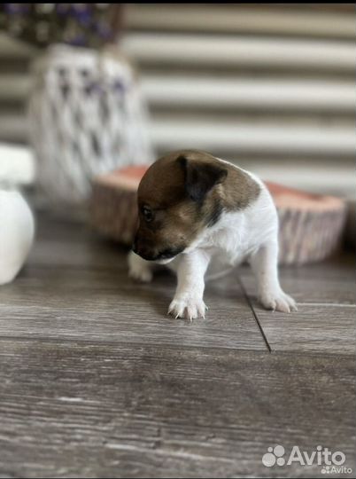 Щенки джек рассел терьер