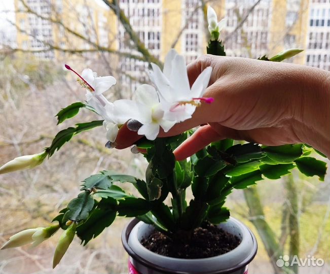 Шлюмбергера