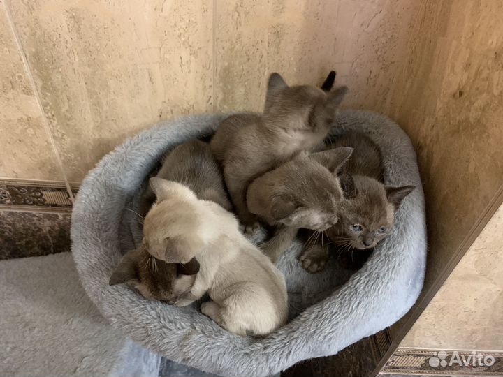 Бурманские котята
