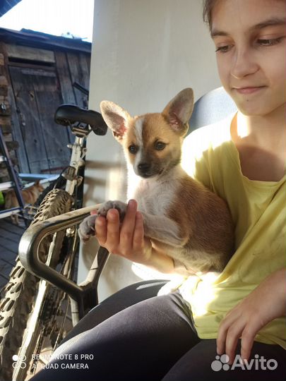 Помчи -той-терьер