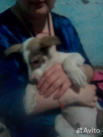 Щенки лайки