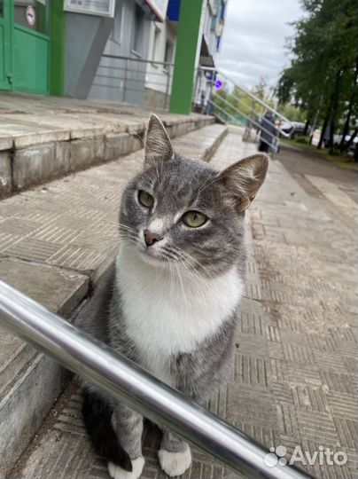 Отдам бесплатно котика
