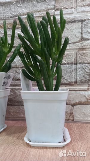 Крассула хоббит